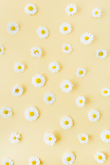 White chamomile daisy flowers pattern on yellow background. Flat lay, top view floral composition.