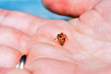 a small crab sits on the palm of your hand