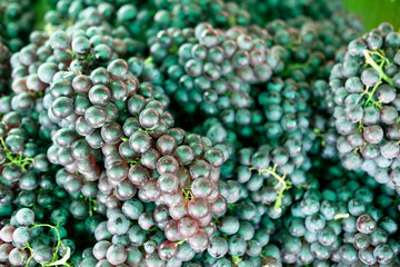 Bunch of fresh seedless grape