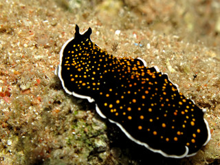Gold dotted flatworm (Thysanozoon sp.) Taking in Red Sea, Egypt.