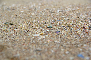 shell