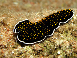 Obraz na płótnie Canvas Gold dotted flatworm (Thysanozoon sp.) Taking in Red Sea, Egypt.
