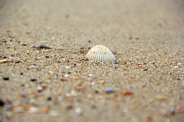 shell