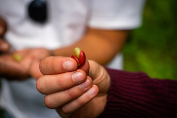 coffee bean in a red berry