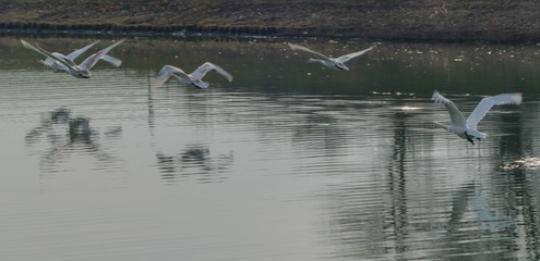 White Swans flying over River