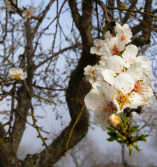 Close-up of a blossoming flower in a almond tree in Alto Douro, Portugal