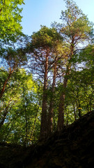 Fototapeta premium tree in forest