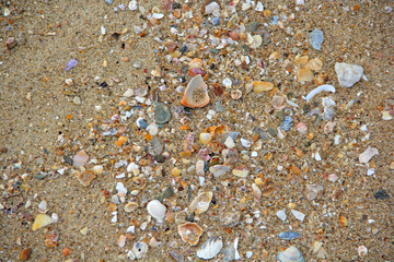 shell