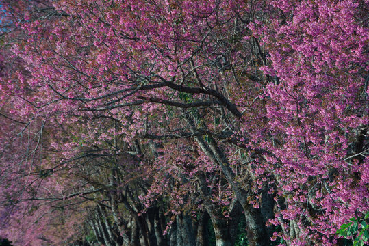 Luscious pink Wild Himala tunnel