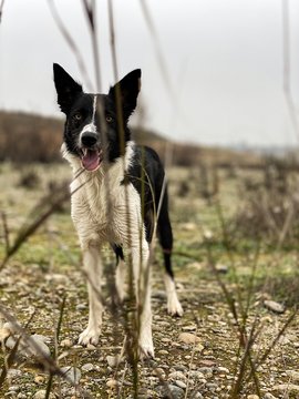perrro border collie sentado el campo detras de unos albustos 