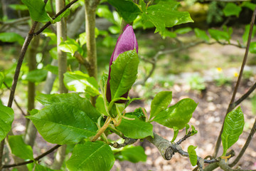 Pink Magnolia Bud