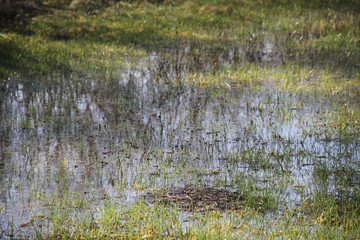 Puddles water surface in the meadow