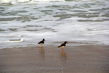 Bird on beach