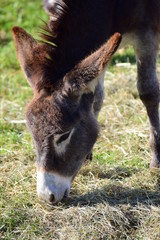 Esel braunweis mit langen Ohren beim fressen auf der Wiese