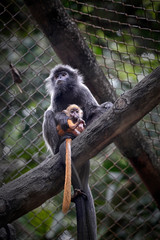 The lutungs are a group of Old World monkeys and make up the entirety of the genus Trachypithecus