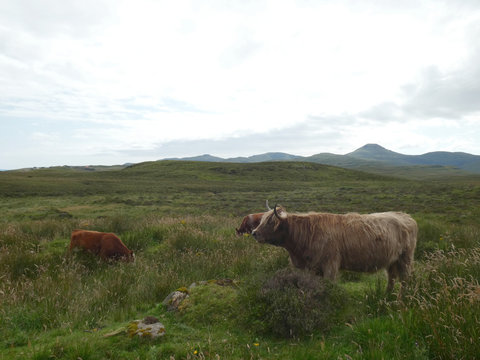 Vacas peludas pastando en las Highlands