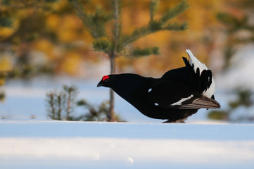 Black grouse make courtship display, sweden