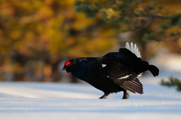 Black grouse make courtship display, sweden