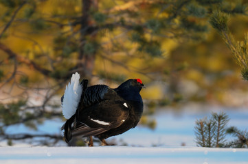 Black grouse make courtship display, sweden