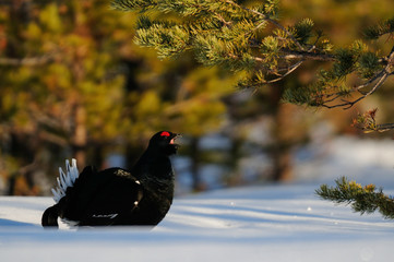 Black grouse make courtship display, sweden