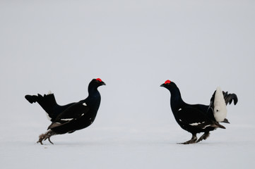 Black grouse cock fighting on the snow, sweden