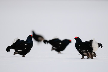 Black grouse cock fighting on the snow, sweden