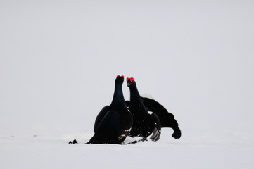 Black grouse cock fighting on the snow, sweden