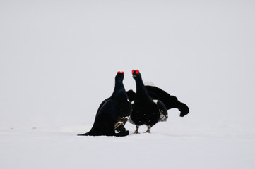 Black grouse cock fighting on the snow, sweden