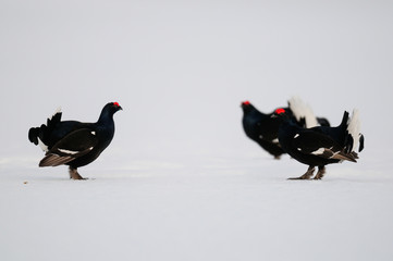 Black grouse make courtship display, sweden