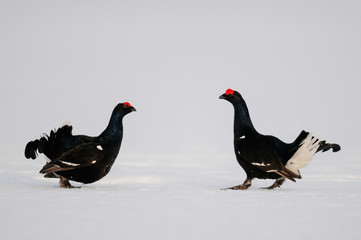 Black grouse cock fighting on the snow, sweden