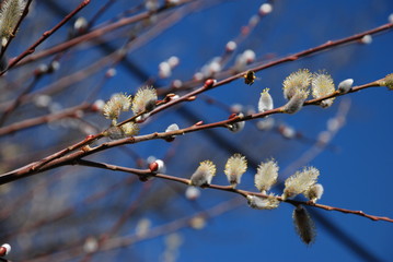 Goat willow early bloom in February