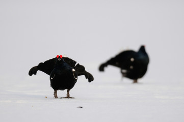 Black grouse make courtship display, sweden