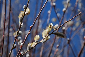 Goat willow early bloom in February