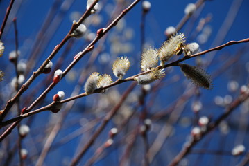 Goat willow early bloom in February