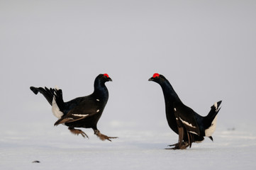 Black grouse cock fighting on the snow, sweden © Photohunter