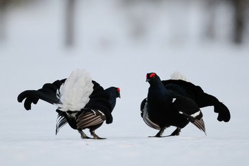 Black grouse make courtship display, sweden