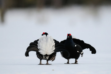Black grouse make courtship display, sweden