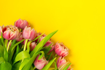 Pink tulips on a yellow background. March 8th, Happy Women's Day. The concept of spring. There is a place for text.