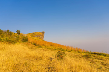 Yellow grass field in winter time with blue sky background beautiful landscape of Phu Chi Fa, Chiang Rai, Thailand