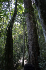 Fototapeta premium Park Villa Velha - forest