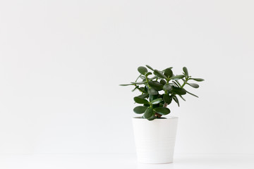 minimalistic picture of plant in a white pot isolated on white background