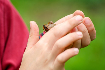 Grasfrosch Laubfrosch auf Kinderhand umschlossen