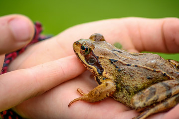 Obraz premium Grasfrosch Laubfrosch auf Kinderhand im Profil mit klarer Zeichnung im Freien