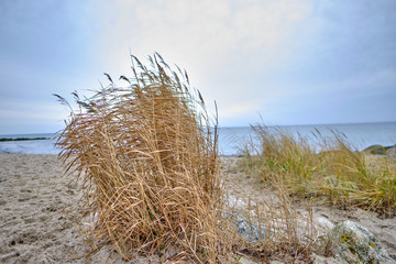 Fototapeta premium Baltic Sea with golden yellow beach oats in the sunlight, winter on the Baltic Sea and grasses on the beach