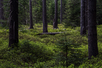 Forest where trunks of trees grows up and under them is blueberries.