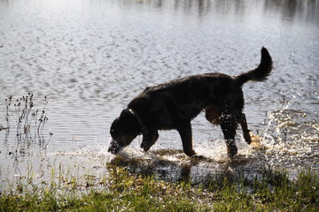 Beauceron dog having fun in puddles in the meadow