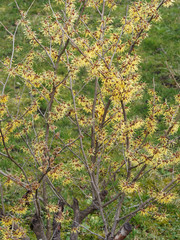 Chinesische Zaubernuss (Hamamelis mollis) ein kleiner Zierstrauch mit schöner gelber Blütenstand an grauen kahl Zweigen im Spätwinter