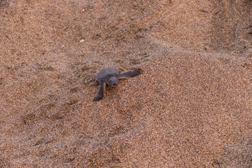 Hatched baby green sea turtle in the sand on its way into the pacific ocean costa rica