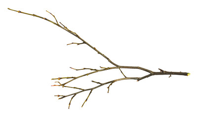 Dry twig