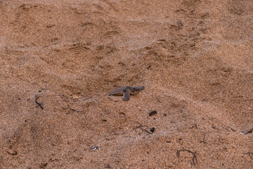 Hatched baby green sea turtle in the sand on its way into the pacific ocean costa rica